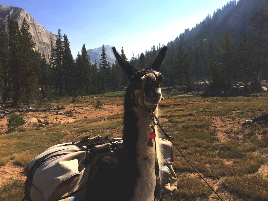 Tux the Lllama